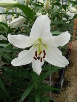 [5617 VH47 No02.JPG]